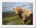 1068-Dartmoor Highland Cattle * 800 x 600 * (75KB)